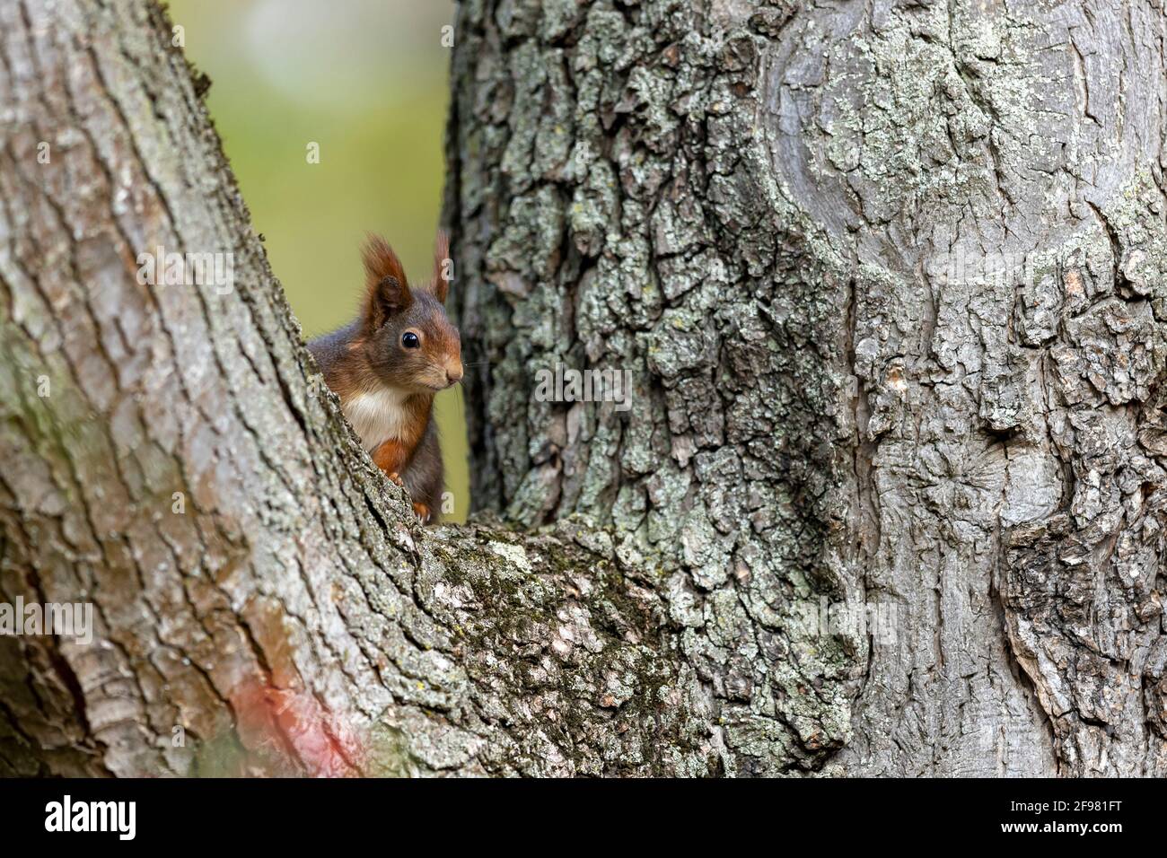 Rotes Eichhörnchen, (Sciurus vulgaris) in einem Baum sitzend, Deutschland Stockfoto