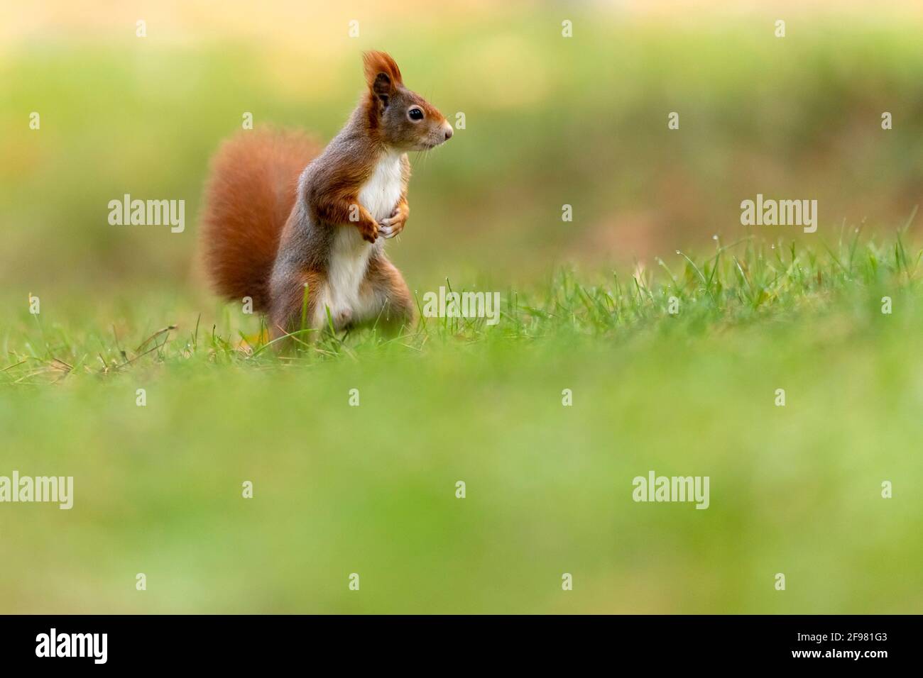 Rotes Eichhörnchen (Sciurus vulgaris) steht aufrecht, Deutschland Stockfoto