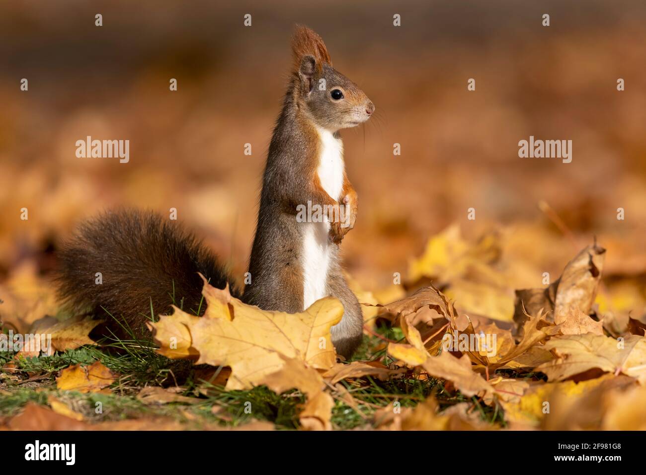 Rotes Eichhörnchen (Sciurus vulgaris) steht aufrecht, Deutschland Stockfoto