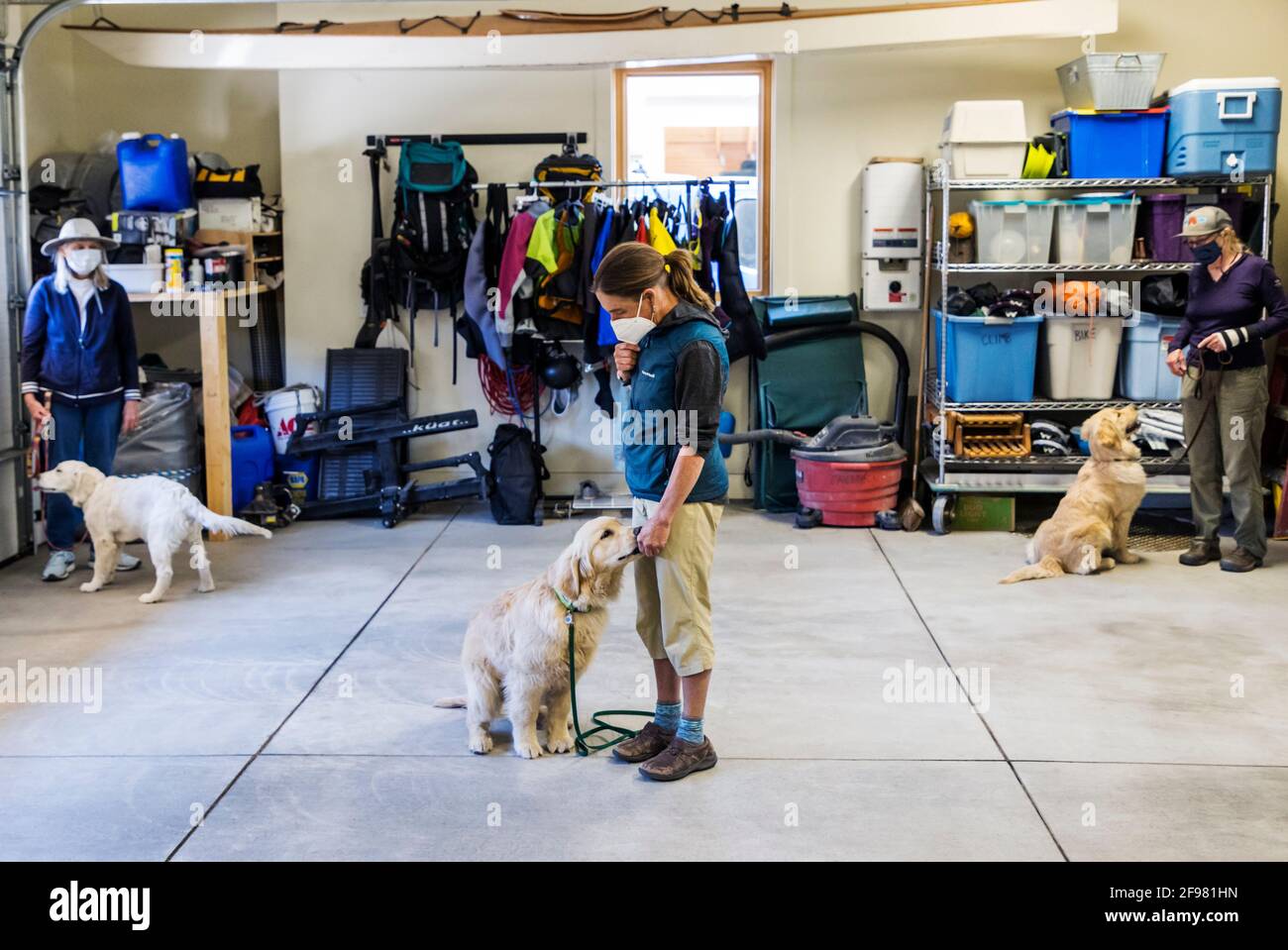 Training Obedience Klasse für Golden Retriever Welpen. Stockfoto