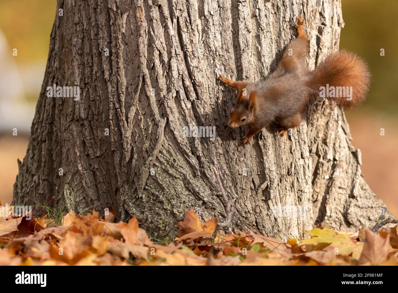 Rothörnchen, (Sciurus vulgaris) klettert auf einen Baum, Deutschland Stockfoto