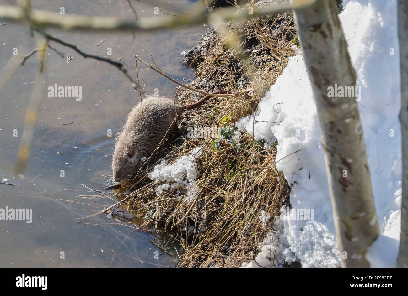 Hamm, Nordrhein-Westfalen, Deutschland - Bisamratte am Ufer der Lippe, Eis und Schnee auf der Lippe. Stockfoto