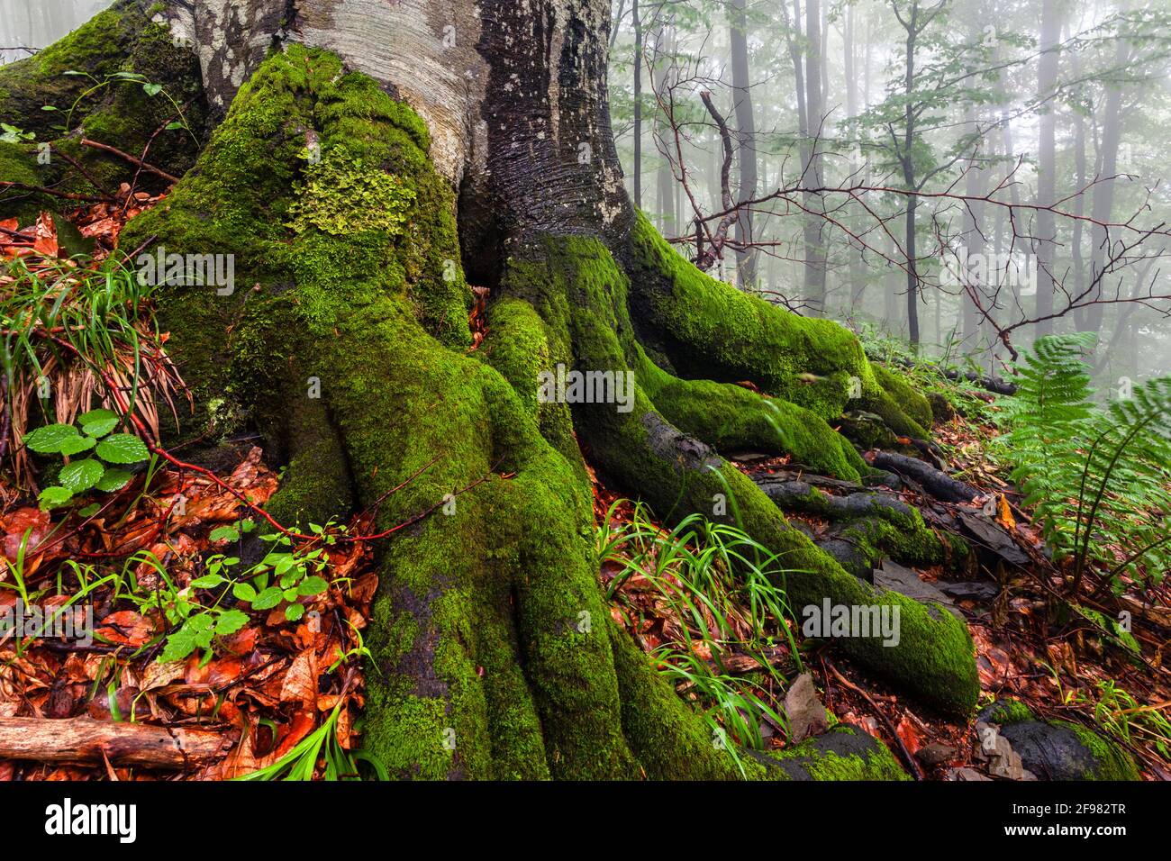Grüne Wurzeln - Foggy Buchenwald in Ziegen Wall Reserve Im Frühjahr Stockfoto