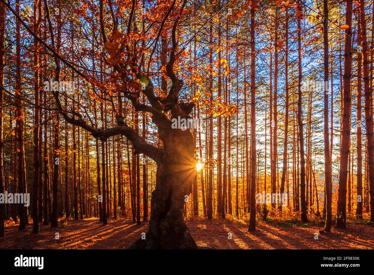 König des Waldes - Herbstlicher Laubbaum in Nadelforen Stockfoto