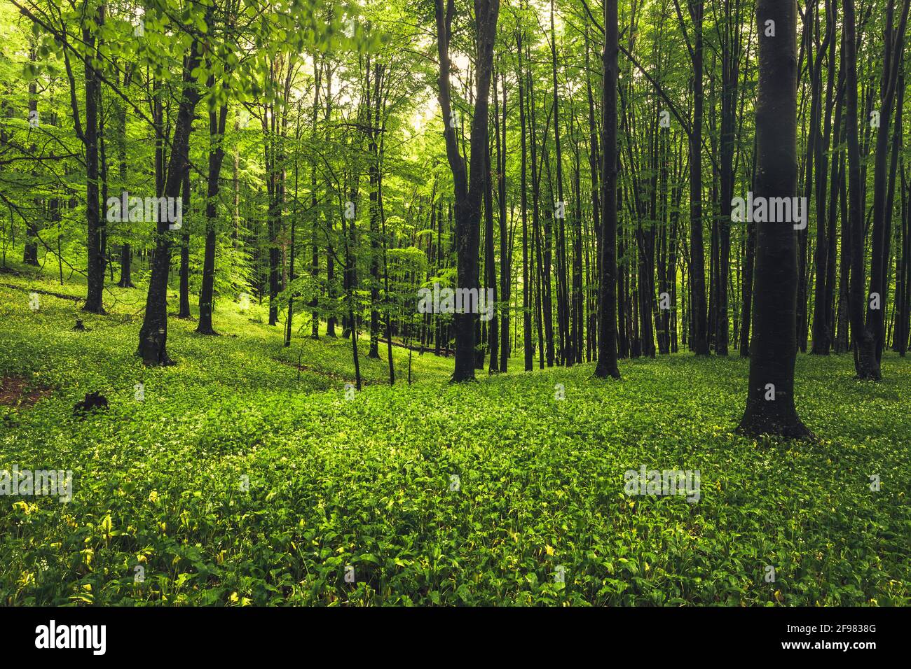 Nasser grüner Wald im zentralen Balkan Stockfoto