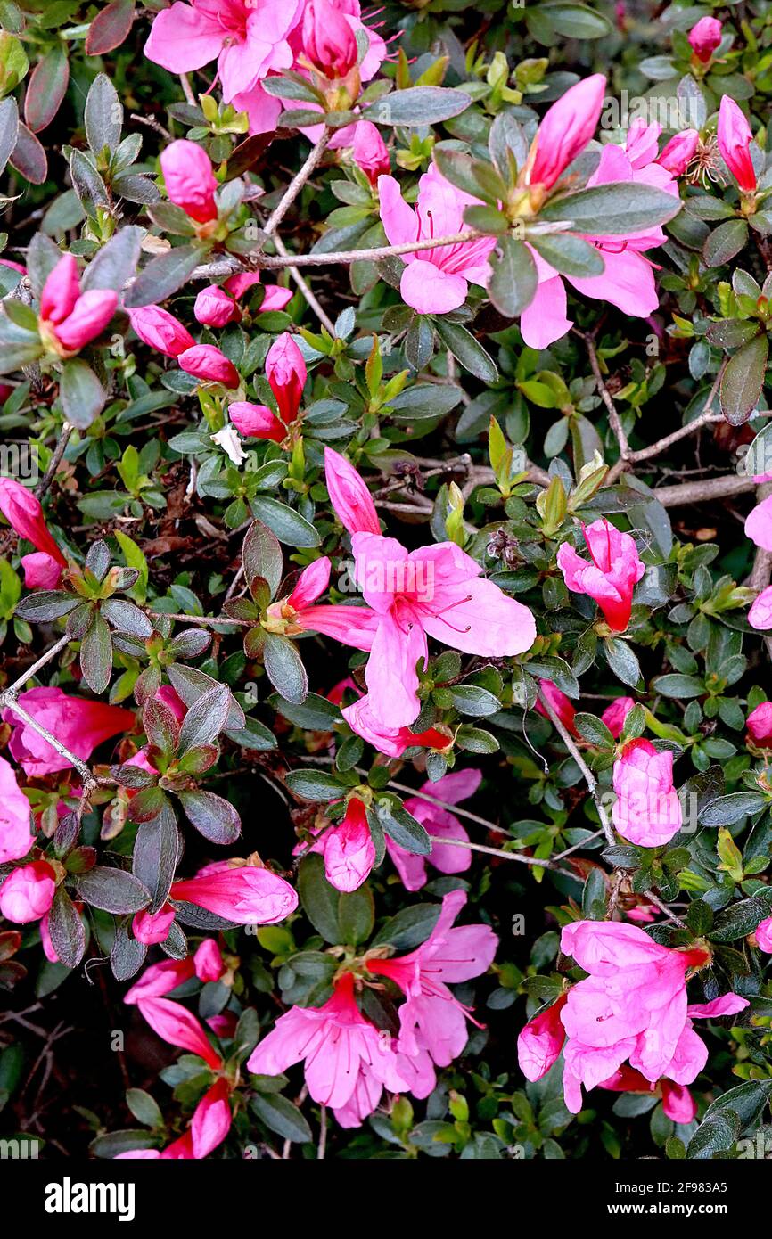 Azalea Mariesii Azalea – tiefrosa Blüten und kleine gefiederte Blätter, April, England, Großbritannien Stockfoto