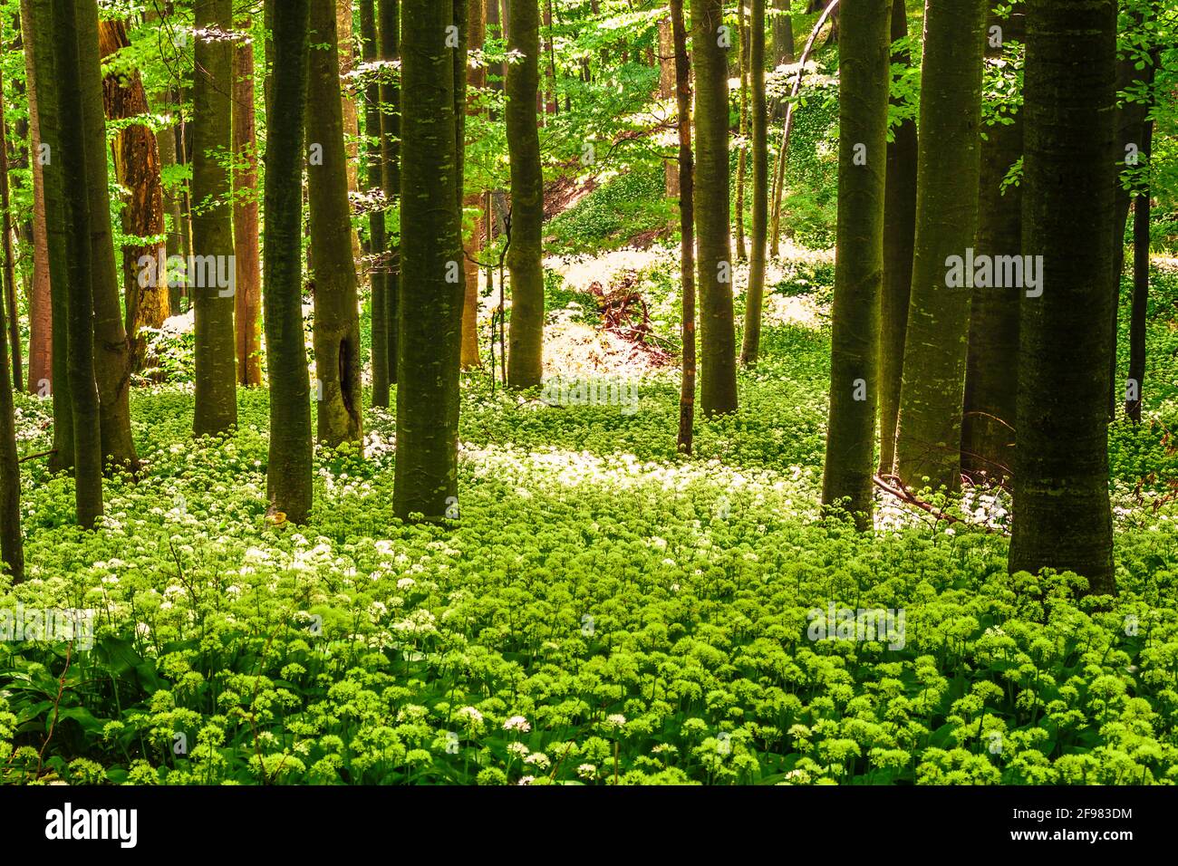Wiese in einem Buchenwald mit Blüten von wilden bedeckt Zwiebel Stockfoto