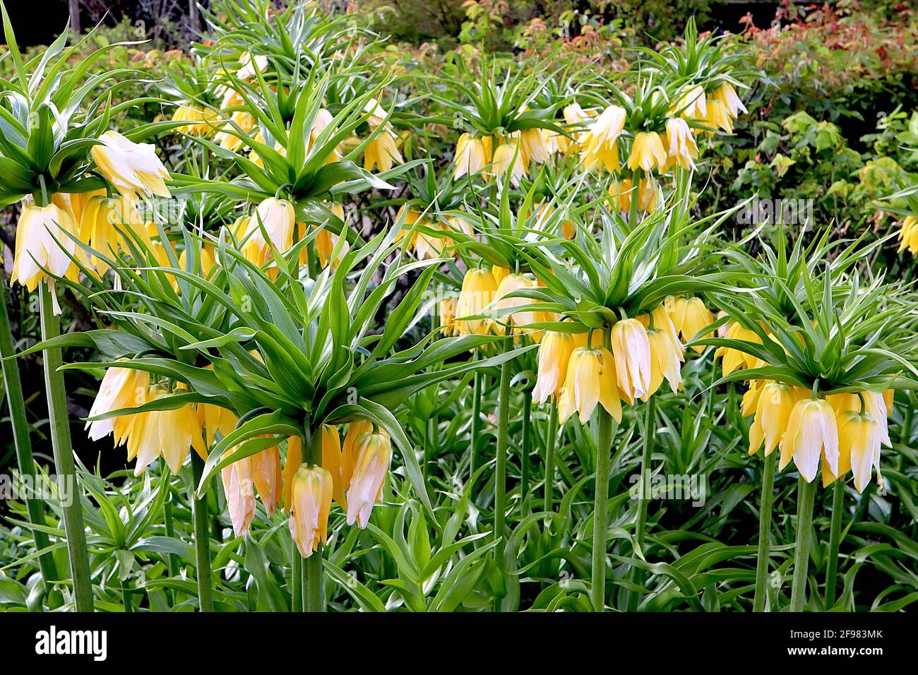 Fritillaria imperialis Lutea Krone Imperial Lutea - riesige, gelb-zwei glockenförmige Blüten mit Blattkrone, April, England, Vereinigtes Königreich Stockfoto