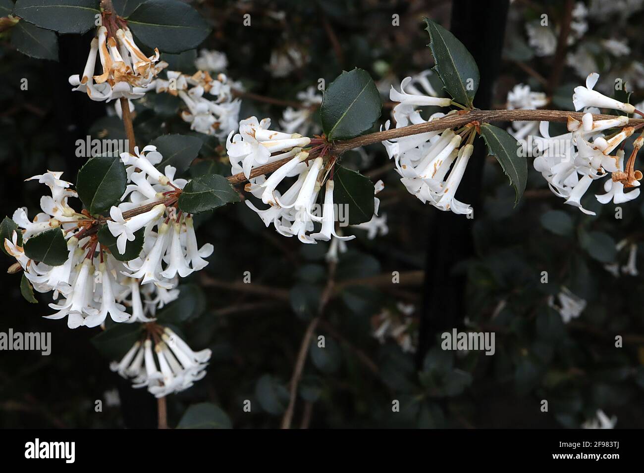 Osmanthus x burkwoodii Fotos und Bildmaterial in hoher Auflösung Alamy