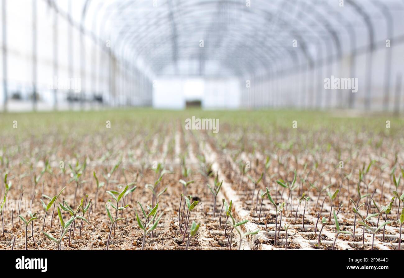 Kleine Triebe von Tomatenpflanzen im Gewächshaus Stockfoto