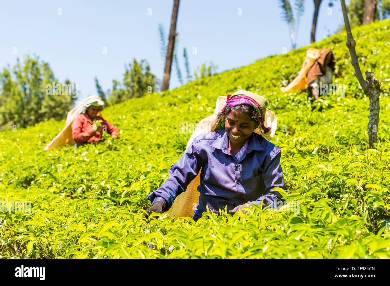 Sri Lanka, Melsiripura, Teeplantage bei Nuwara Eliya, Frauen, Ernte Stockfoto