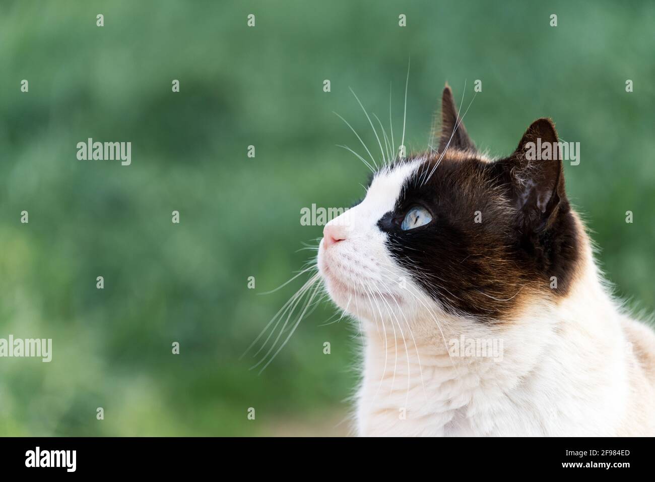 Porträt einer Katze mit Blick auf den Himmel isoliert auf Außenhintergrund. Stockfoto