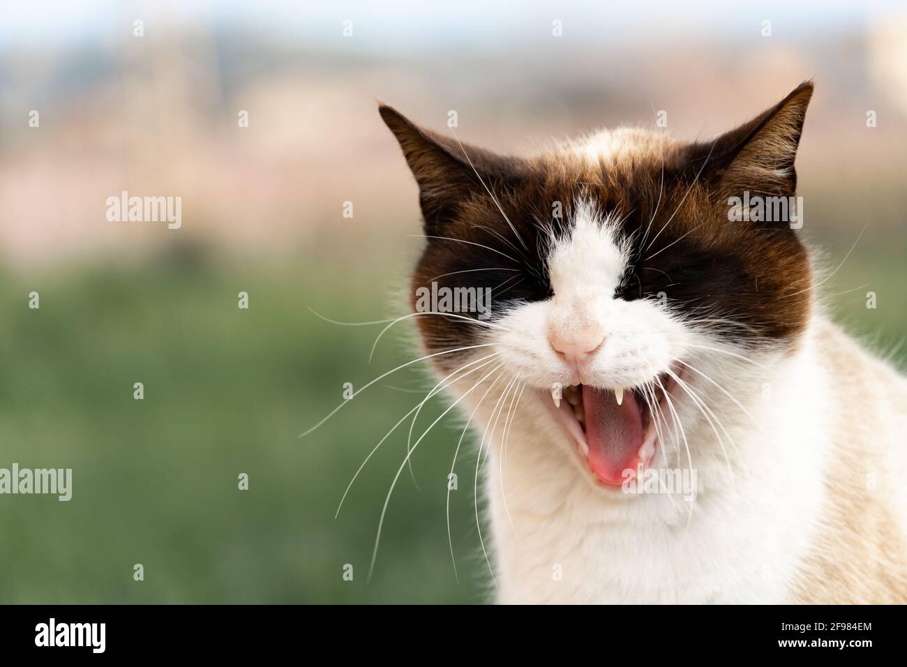 Porträt einer Katze mit offenem Mund auf isoliertem Außenhintergrund. Stockfoto