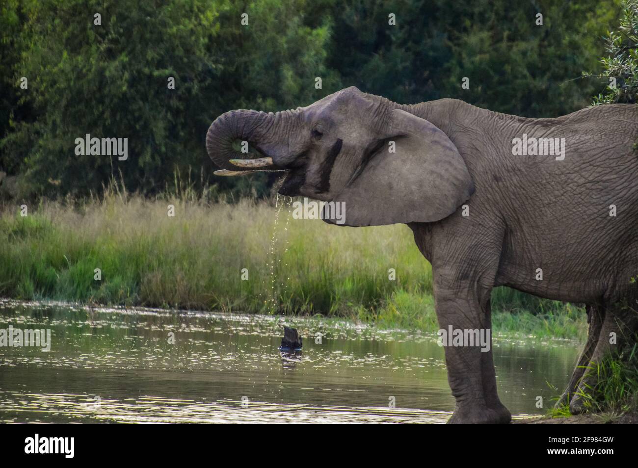 Ein süßer und junger afrikanischer Elefant, der Wasser in heißem Wasser trinkt Sommer Stockfoto