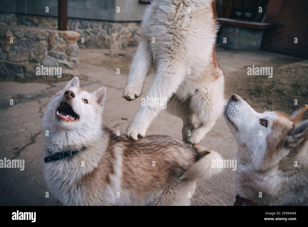 Beige Husky Welpen spielen draußen Stockfoto