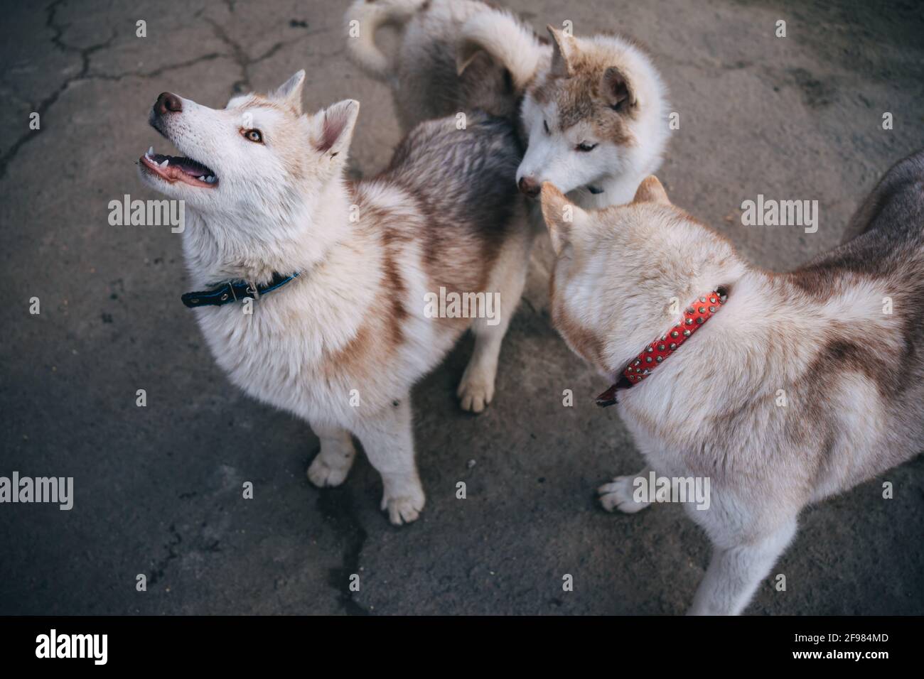 Beige Husky Welpen spielen draußen Stockfoto