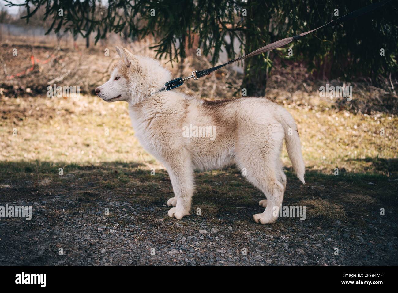 Beige Husky Welpen spielen draußen Stockfoto