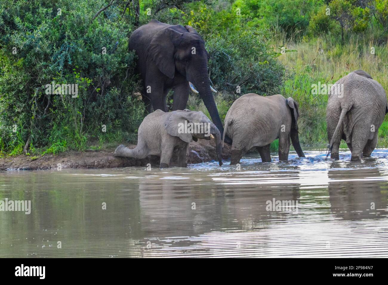 Eine Familie von afrikanischen Elefanten mit einem Baby, das Wasser trinkt Vom Damm im Sommer in der Reserve Stockfoto