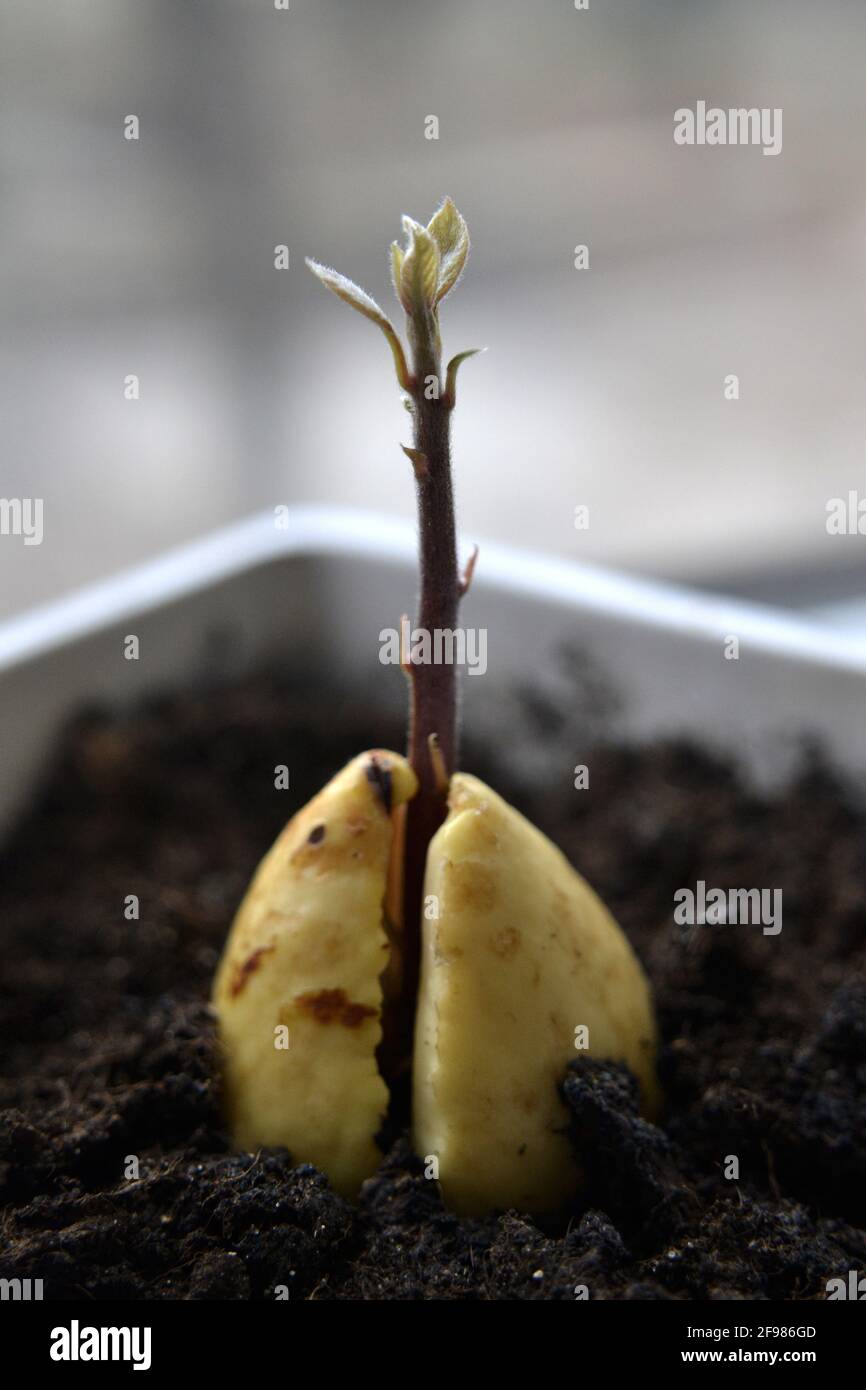 Samen von Avocado in den Boden gepflanzt, Tag 6 Stockfoto