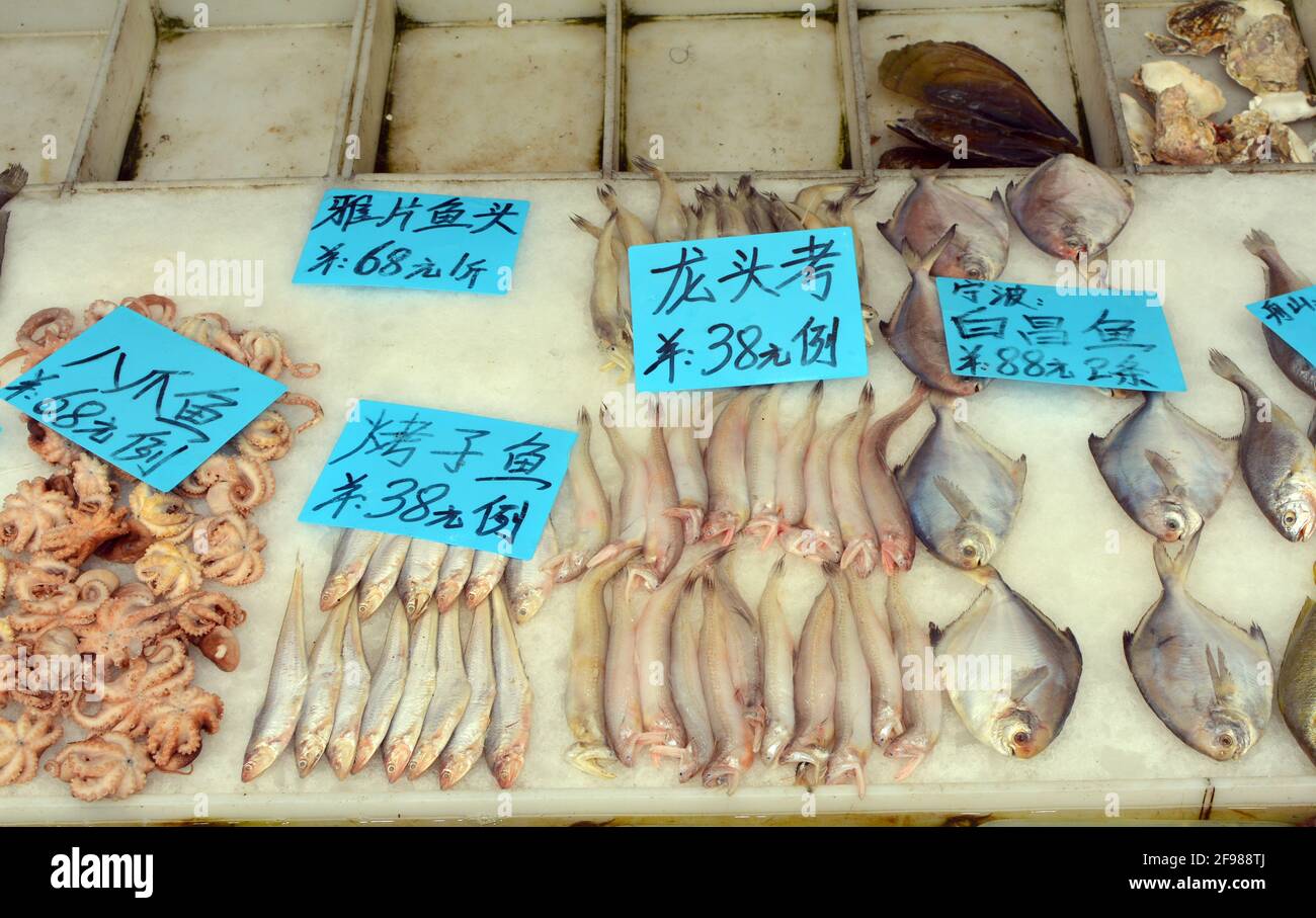 Große Auswahl an frischem exotischen Fisch und Meeresfrüchten zum Verkauf in einer chinesischen Straße. Diese waren in der Innenstadt von Shanghai erhältlich. Stockfoto