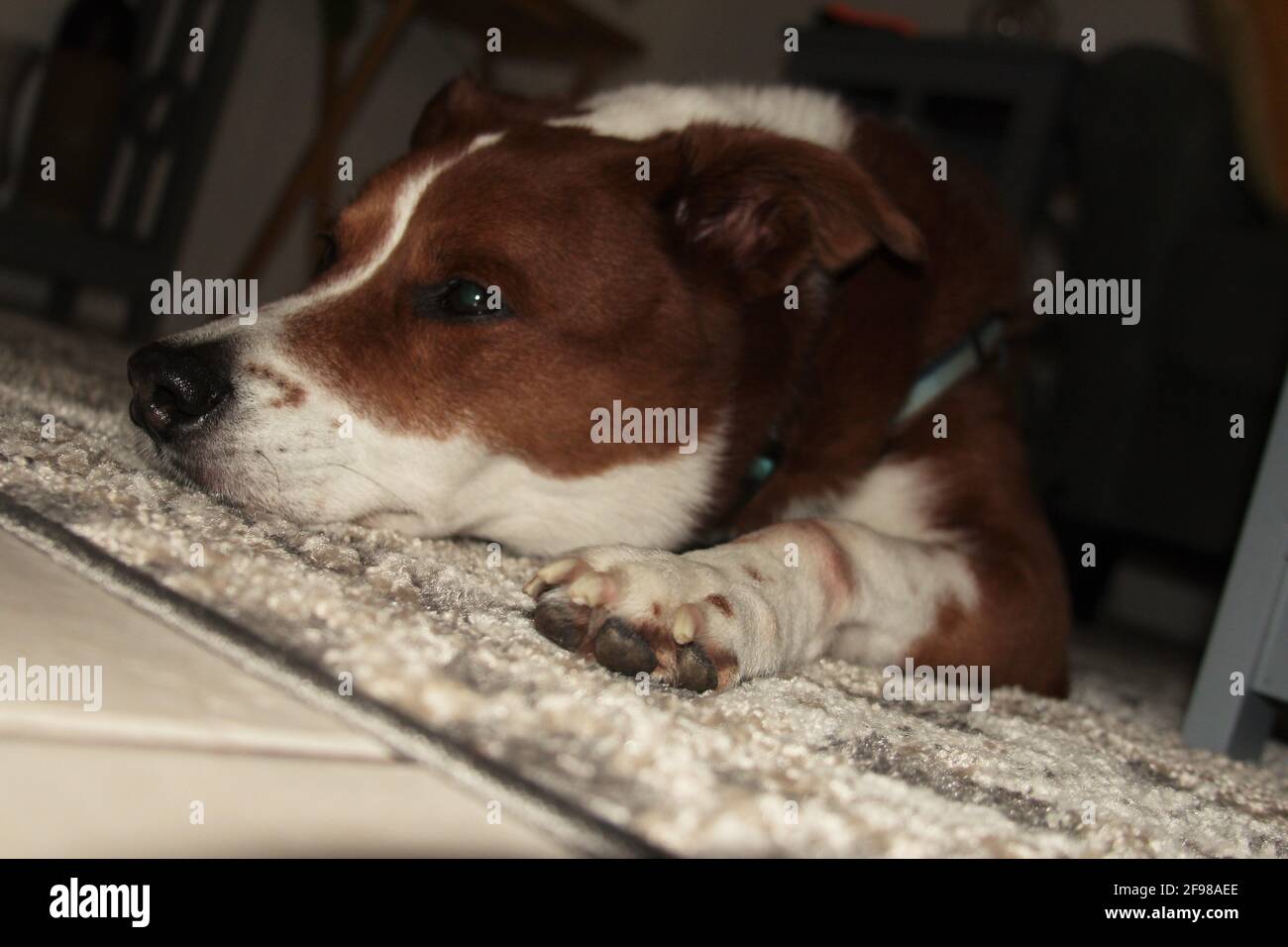 Border Collie Terrier Dog Legt Sich Nieder Stockfoto