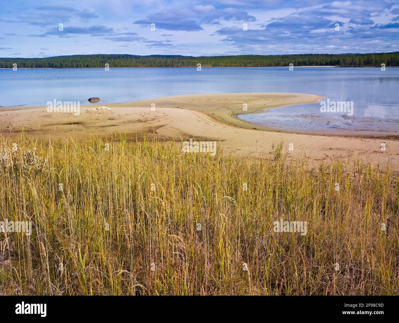 Europa, Norwegen, Hedmark, Femundsmarka-Nationalpark, Femund-See, Sandstrand, Schilfgräser Stockfoto