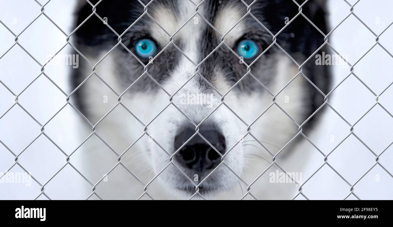 Blauäugiger Husky hinter einem Kettengliederzaun Stockfoto