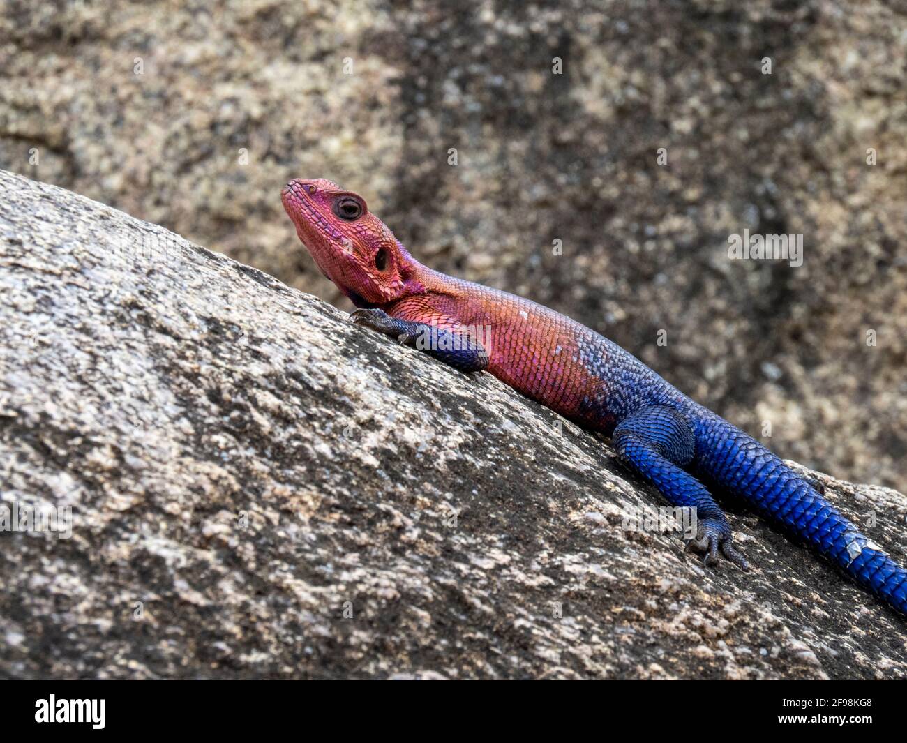 Serengeti-Nationalpark, Tansania, Afrika - 29. Februar 2020: Blaue Agama-Eidechse beim Sonnenbaden auf einem Felsen Stockfoto