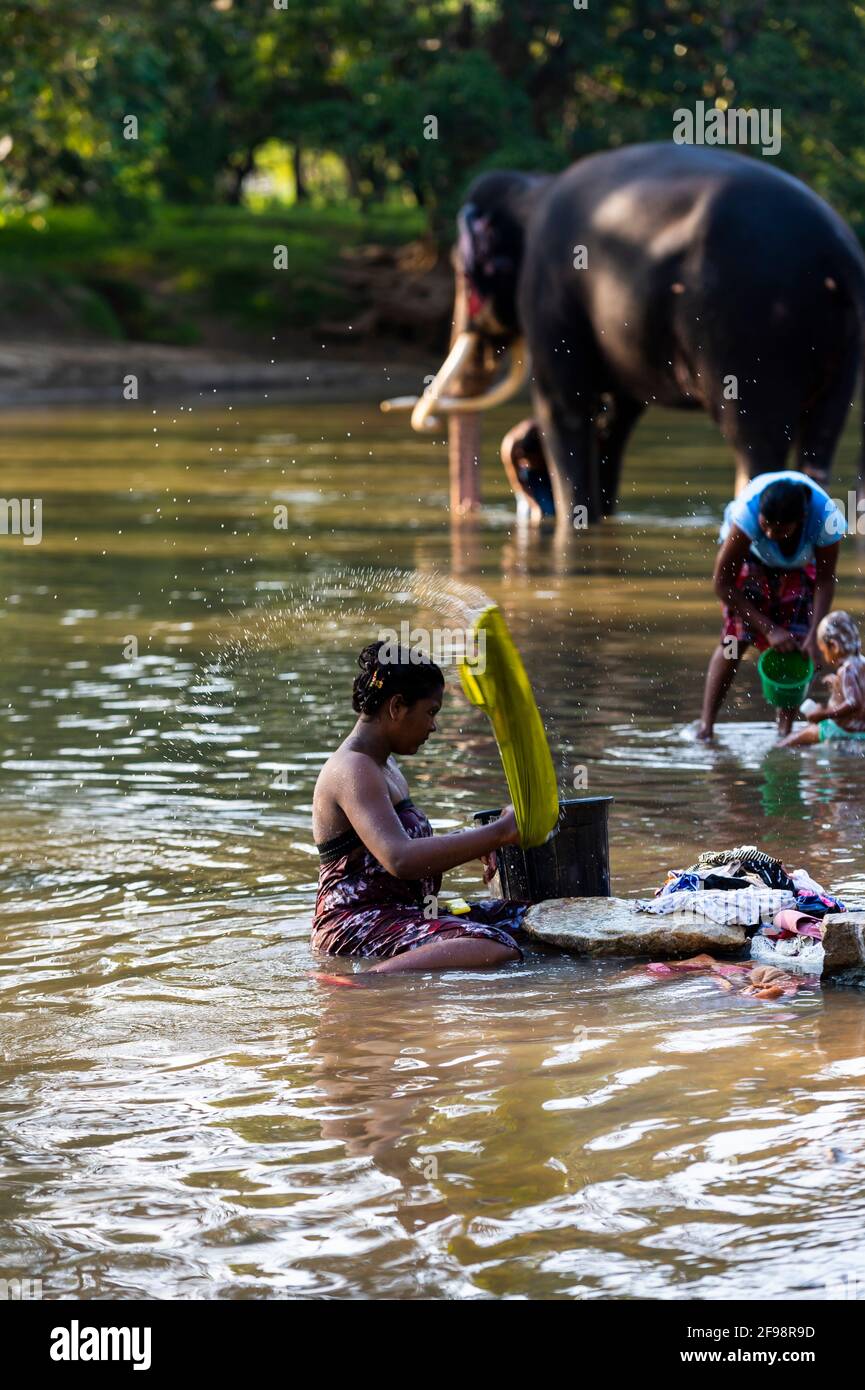 Sri Lanka, Kataragama, Tempel Kataragama, der Tempelelefant wird im Fluss gewaschen, Frau, Wäsche, Stockfoto