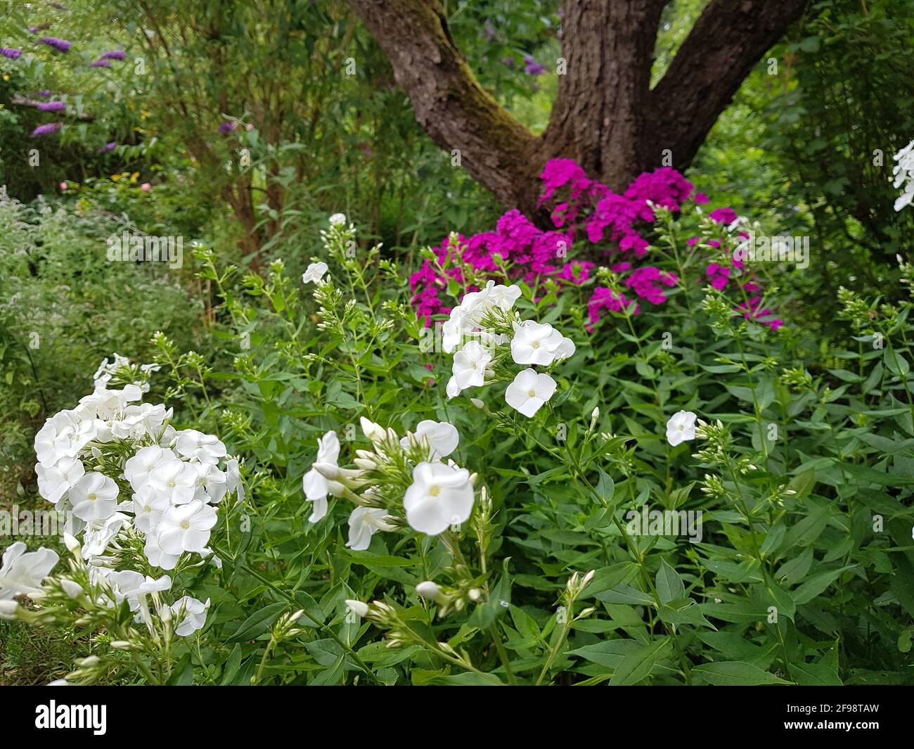 Stauden stauden in der blüte Fotos und Bildmaterial in hoher