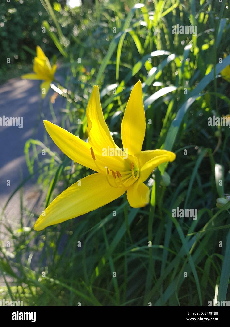 Blumen am wegesrand gelb -Fotos und -Bildmaterial in hoher Auflösung – Alamy