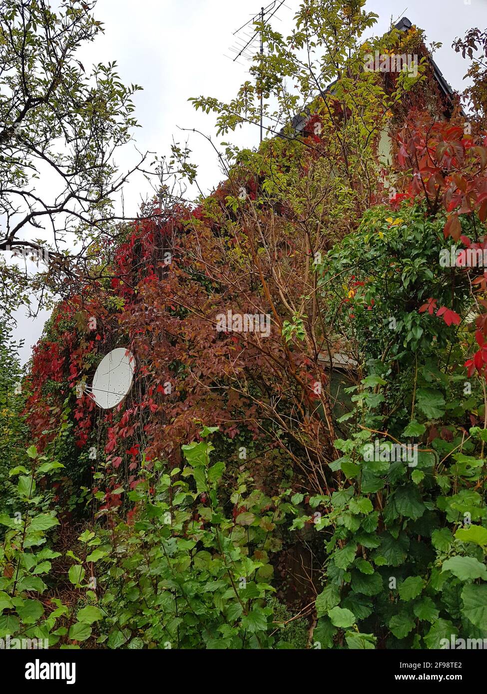 Haus von der Natur überwuchert Stockfoto