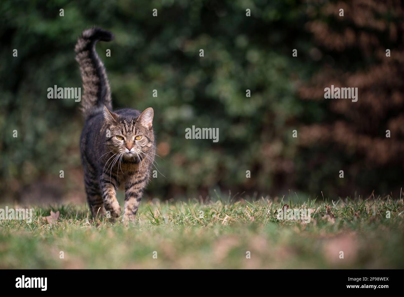 Tabby Hauskatze shorthair Spaziergang auf Rasen Blick auf Kamera Stockfoto