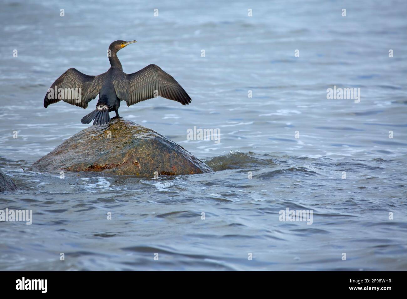 Kormoran mit Flügeln ausgebreitet, um auf einem Granitfelsen in der Ostsee vor Binz auf Rügen zu trocknen. Stockfoto