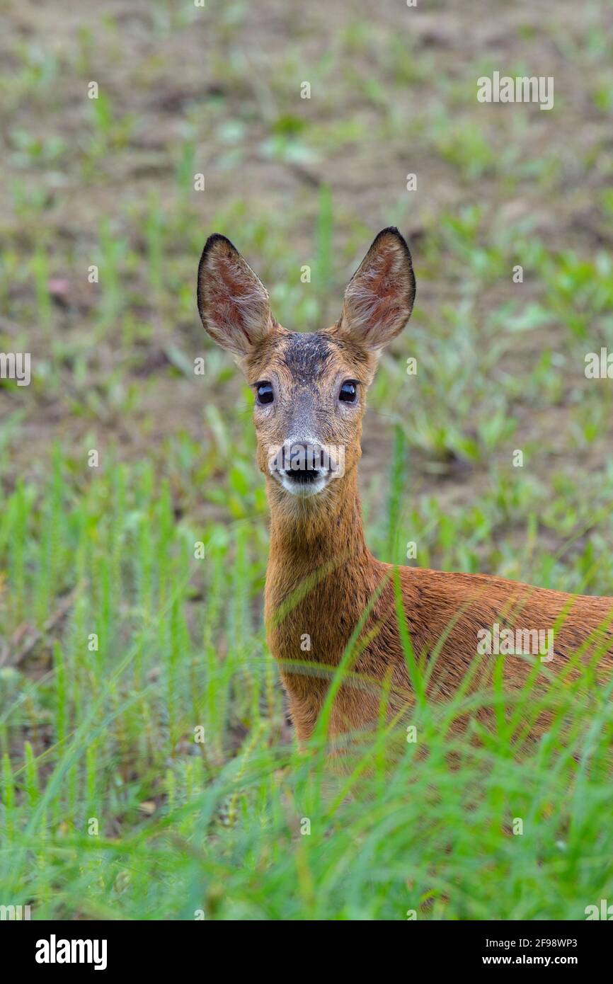 Rehe (Capreolus capreolus) im Uferbereich eines Teiches, Juni, Hessen, Deutschland Stockfoto