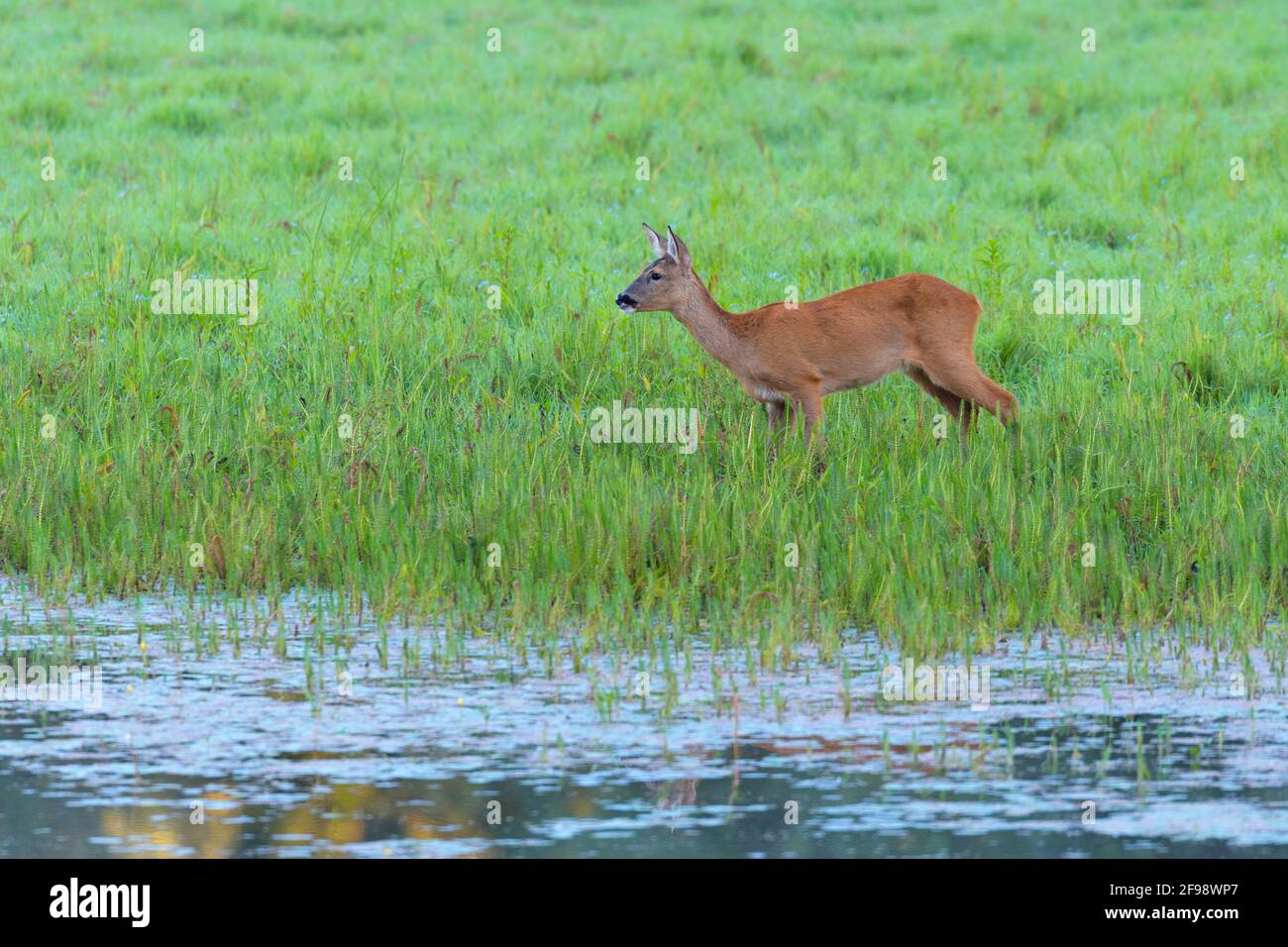 Rehe (Capreolus capreolus) im Uferbereich eines Teiches, Juli, Hessen, Deutschland Stockfoto