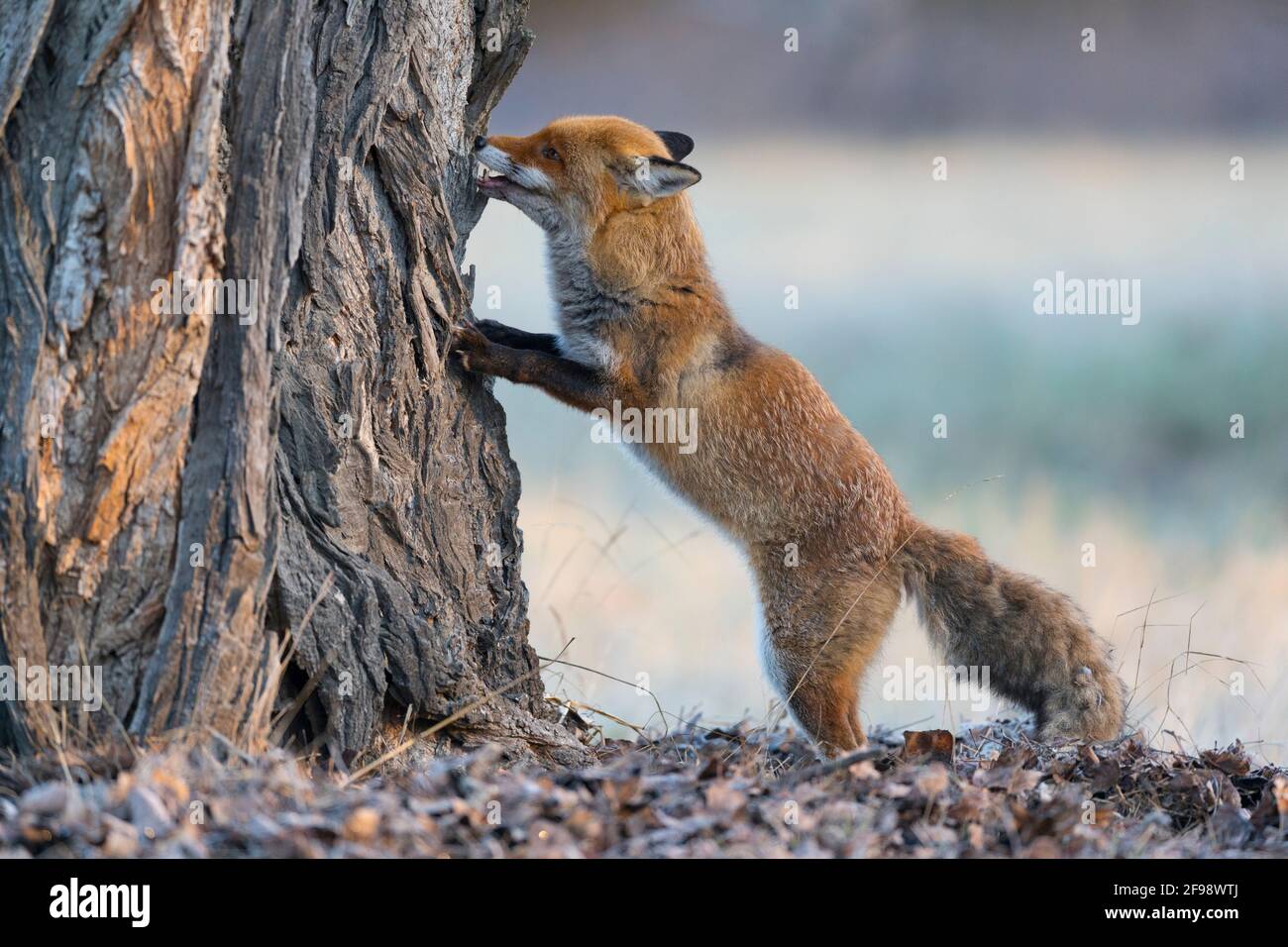 Fuchs untersucht einen Baumstamm, Januar, Hessen, Deutschland Stockfoto