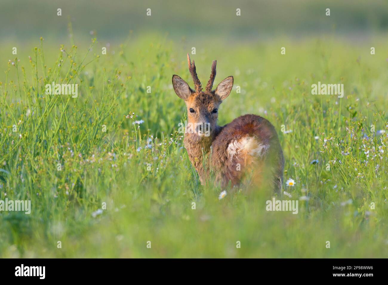 Roebuck (Capreolus capreolus) in einem wilden Feld, Mai, Hessen, Deutschland Stockfoto