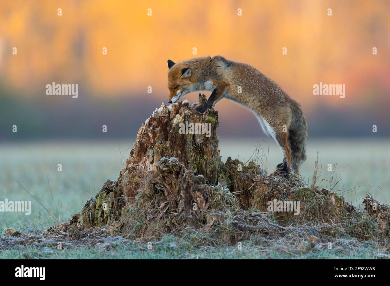 Fuchs untersucht einen alten Baumstamm, Januar, Hessen, Deutschland Stockfoto
