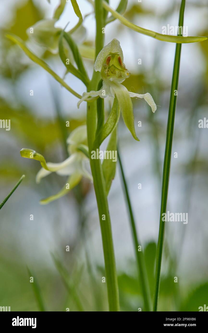 Grünliche Waldhyazinthe, Platanthera chlorantha Stockfoto