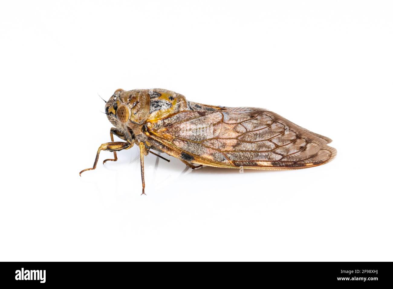 Bild von großen braunen Cicada-Insekt isoliert auf weißem Hintergrund. Insekten. Stockfoto