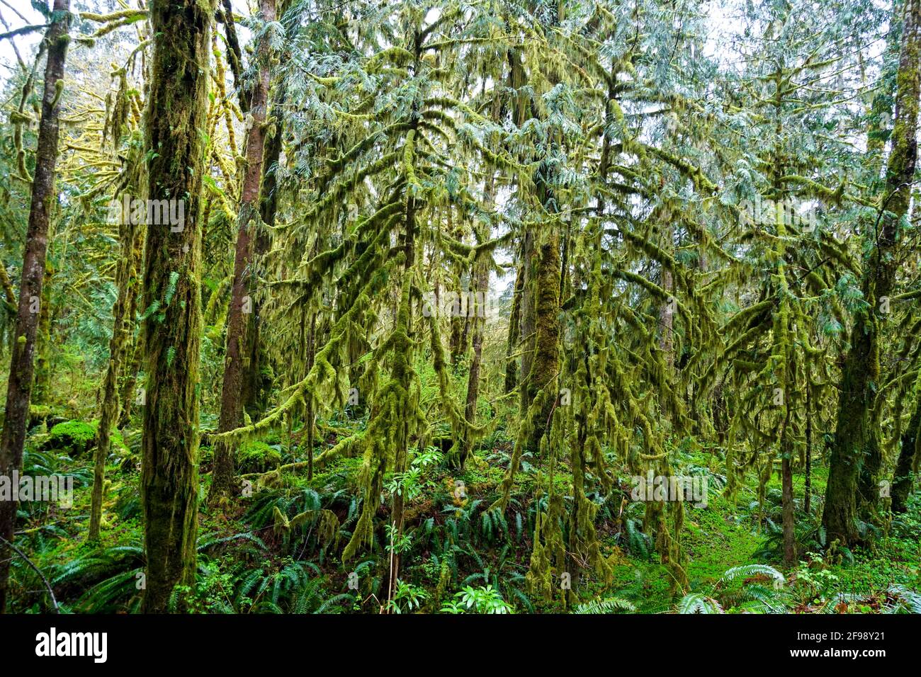 Erstaunlicher Regenwald in der Nähe von Forks Bogachiel Clallam County Stockfoto