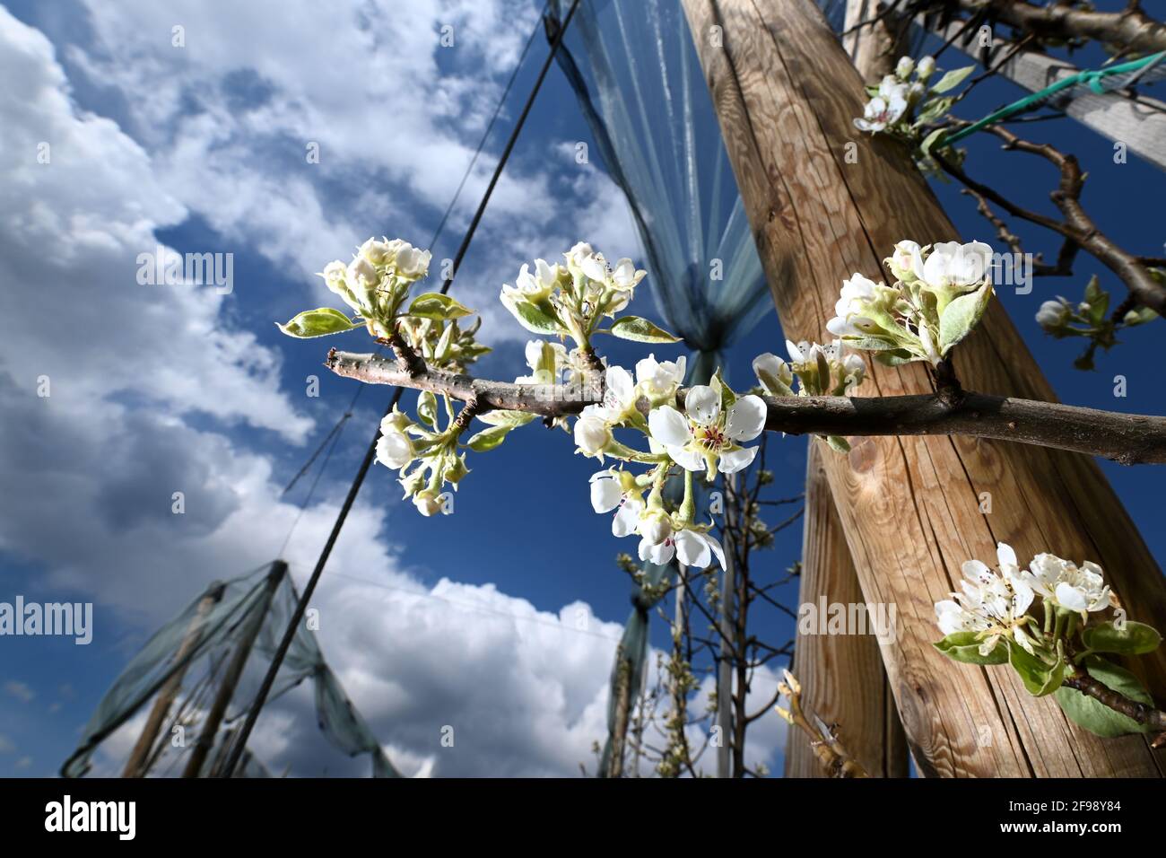 Friedrichshafen, Deutschland. April 2021. Weiße Blumen hängen von einem  Birnenbaum in einem Obstgarten. Die Blüten sind zur Seite geflasht. Quelle:  Felix Kästle/dpa/Alamy Live News Stockfotografie - Alamy