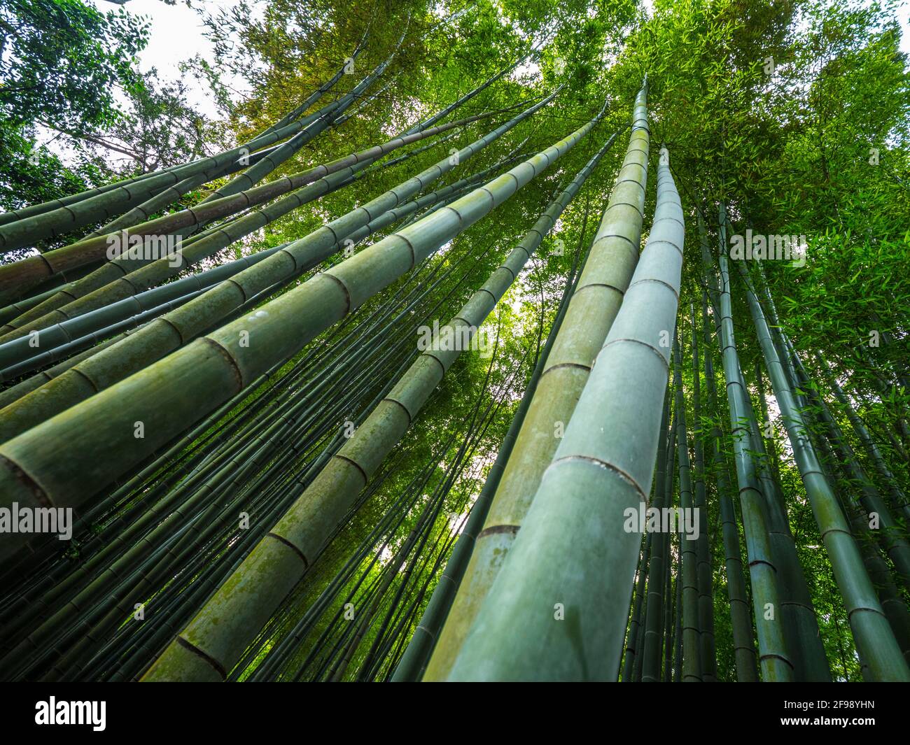 Hohe Bambus Bäume in einem japanischen Wald Stockfoto