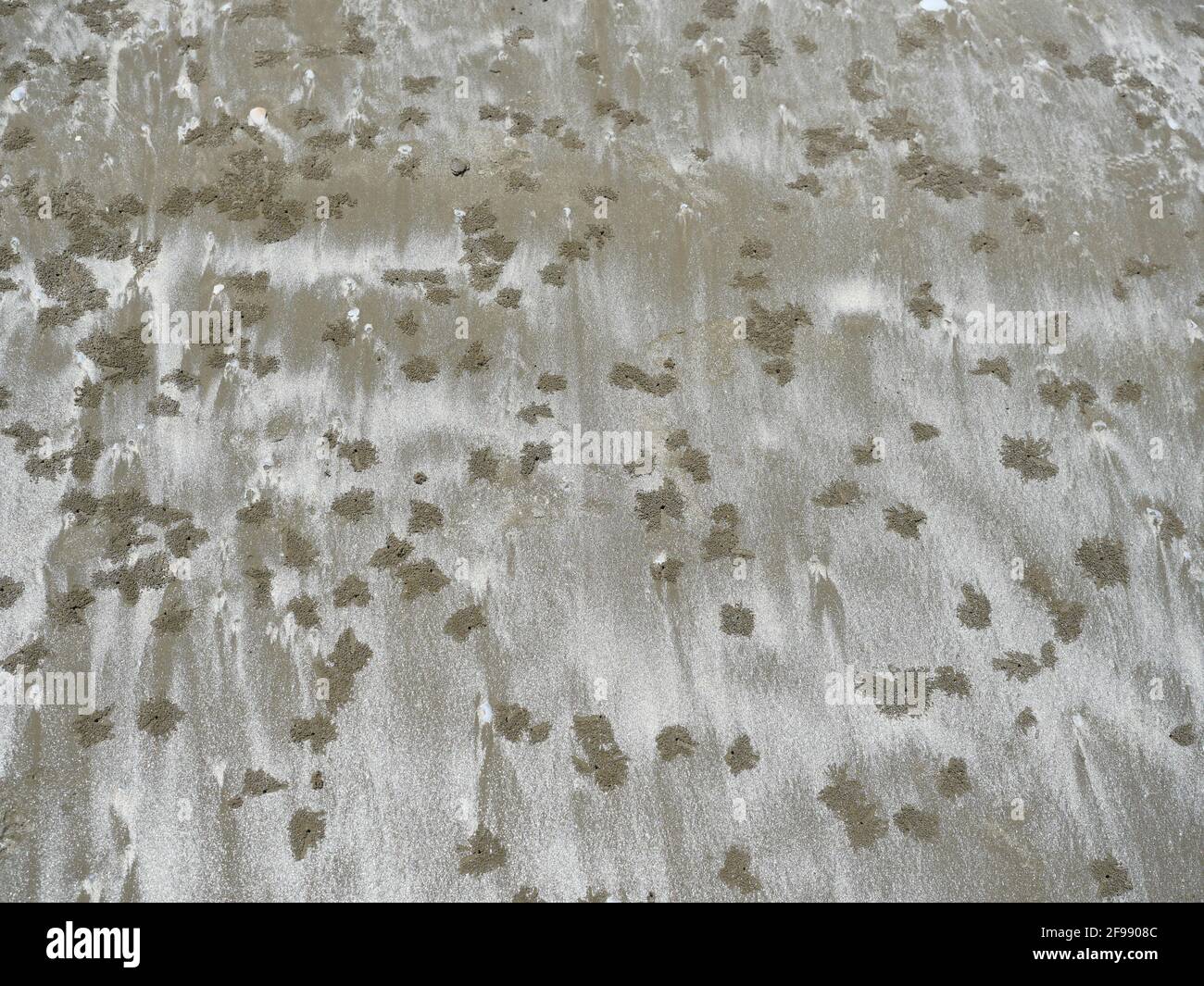 Krabbenhöhle mit grober Nut auf nassem Sand, abstraktem Hintergrund und Textur aus dem Boden Strandbereich Stockfoto