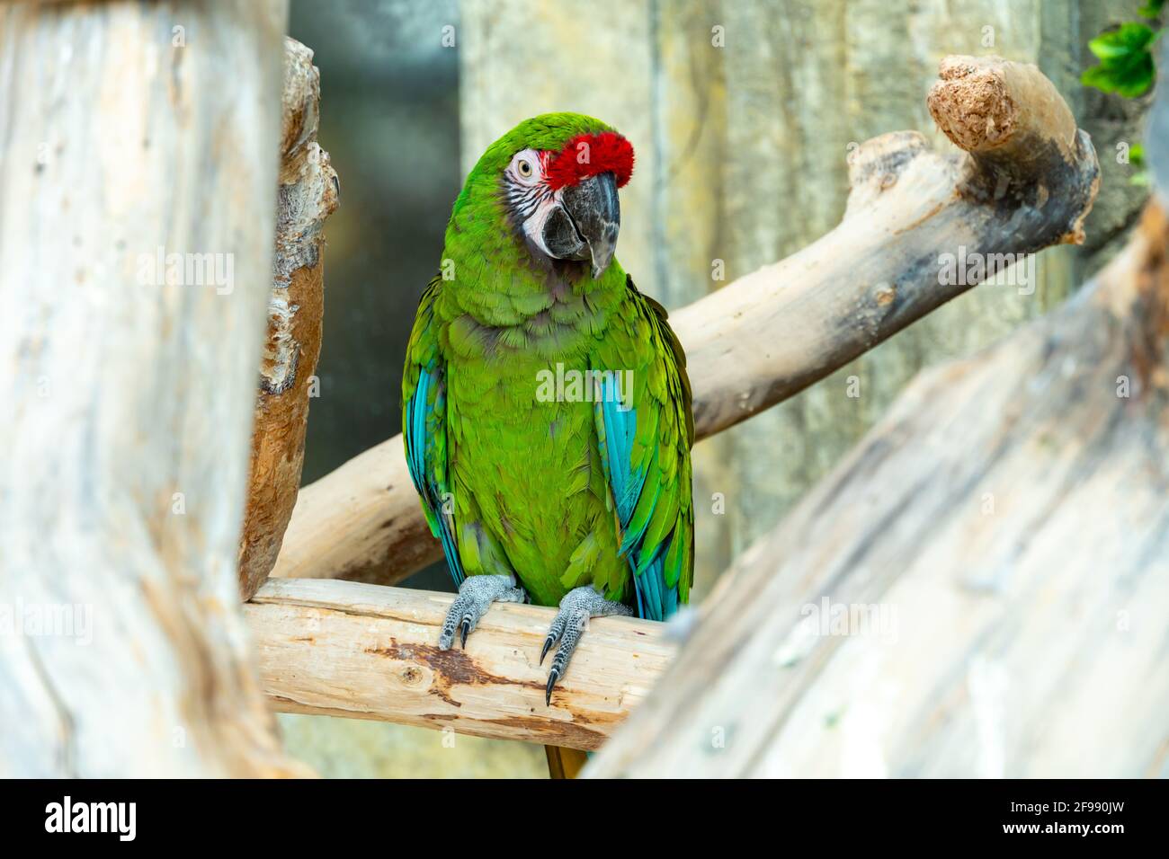Großer Ara-Papagei mit riesigem Schnabel sitzt auf dem Ast und schaut auf  die Kamera. Grün-roter Ara Papagei Nahaufnahme Stockfotografie - Alamy