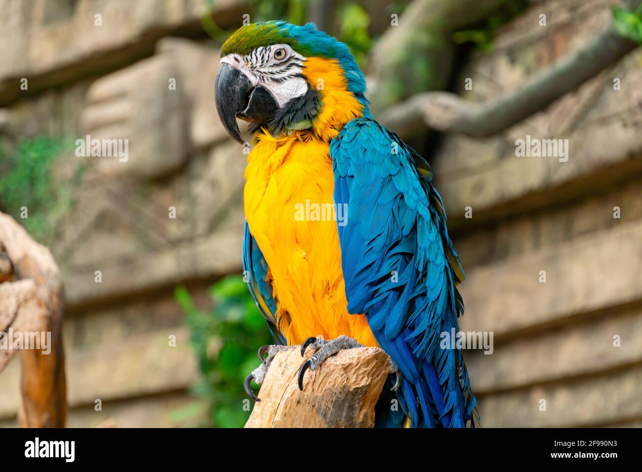 Blau-gelber Ara-Papagei aus der Nähe. Großer Ara-Papagei mit riesigem Schnabel auf Dschungelhintergrund Stockfoto