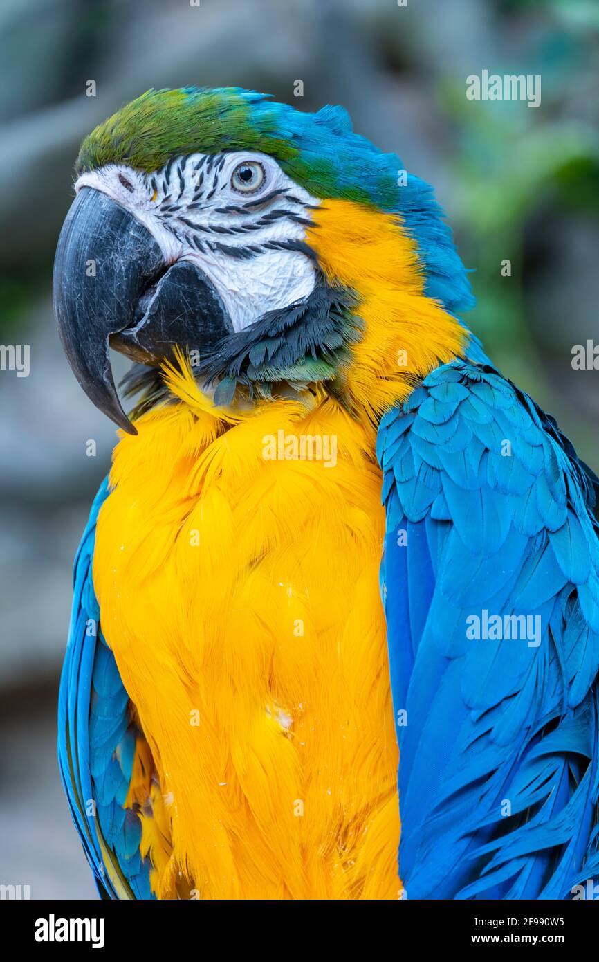 Blau-gelber Ara Papagei Nahaufnahme schaut auf die Kamera . Großer Ara-Papagei mit riesigem Schnabel Stockfoto