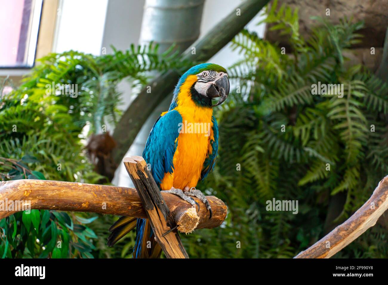 Blau-gelber Ara-Papagei mit einem riesigen Schnabel Nahaufnahme der Kamera Stockfoto