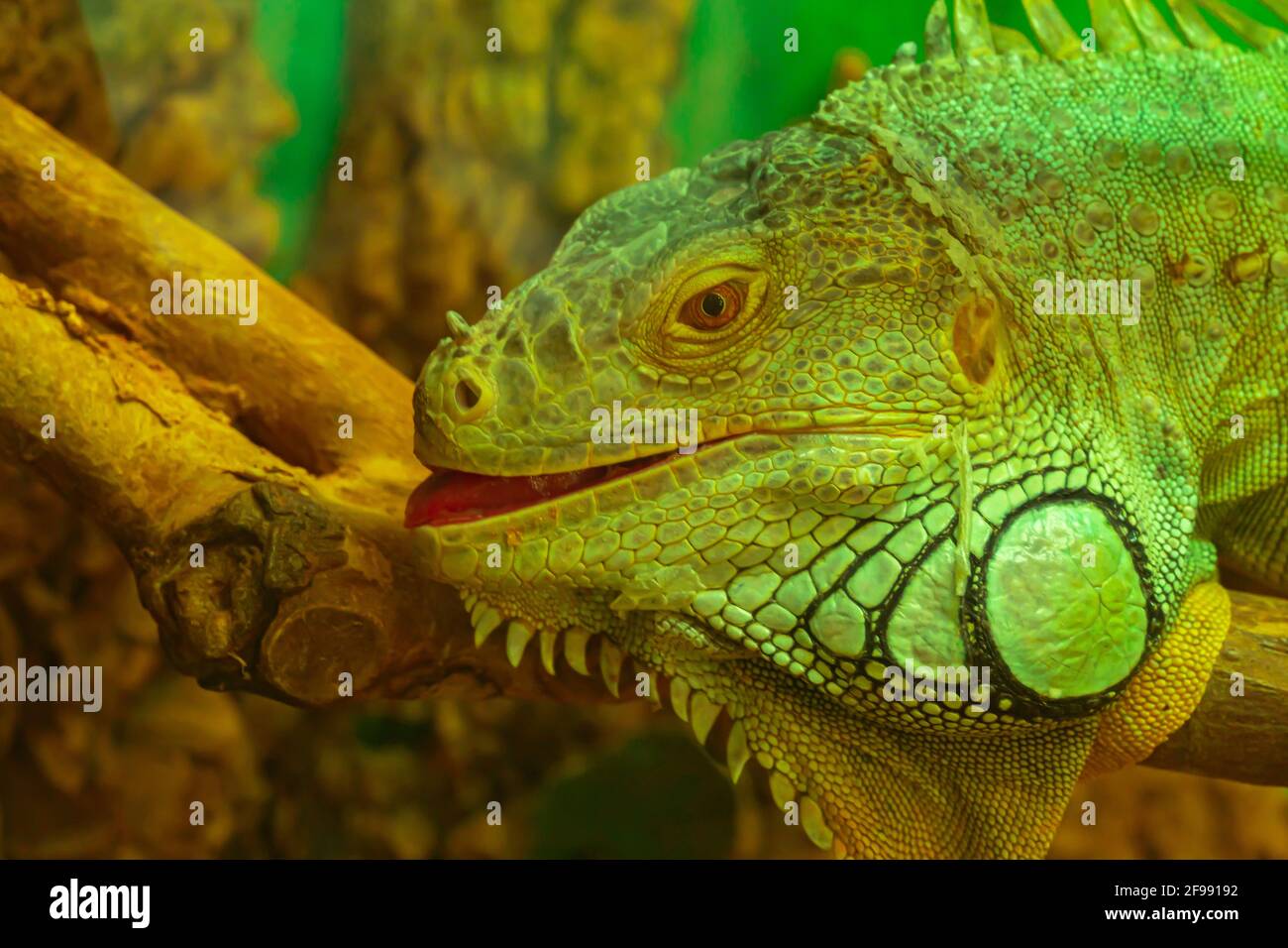 Gewöhnlicher grüner Leguan mit offenem Mund Blick auf die Nahaufnahme der Kamera Stockfoto